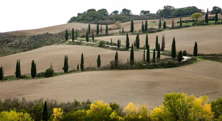 Strada cipressi Val d'Orcia: dolci colline toscane con filari di cipressi che disegnano curve sinuose su campi arati.