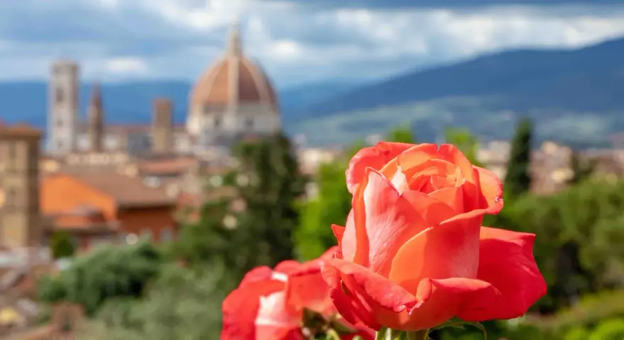 Rosa arancione in primo piano, con il Duomo di Firenze e le colline sullo sfondo. Un angolo di paradiso nel giardino delle rose firenze.