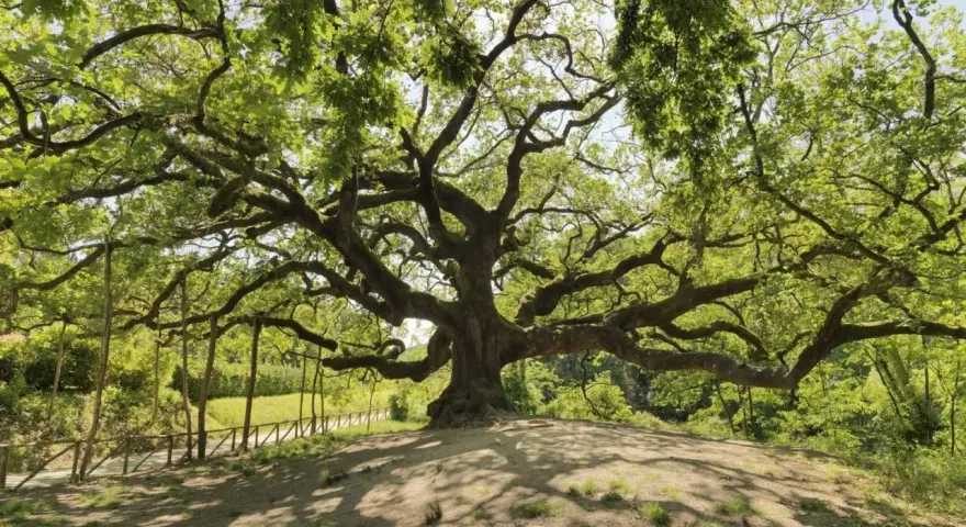 La maestosa quercia delle streghe, con i suoi rami contorti che sembrano abbracciare il cielo, domina un colle verdeggiante.