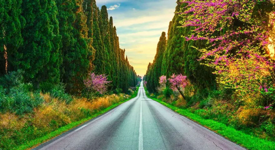 Viale dei Cipressi, un'icona di Bolgheri cosa vedere. La strada si perde all'orizzonte tra alberi secolari e fioriture primaverili.
