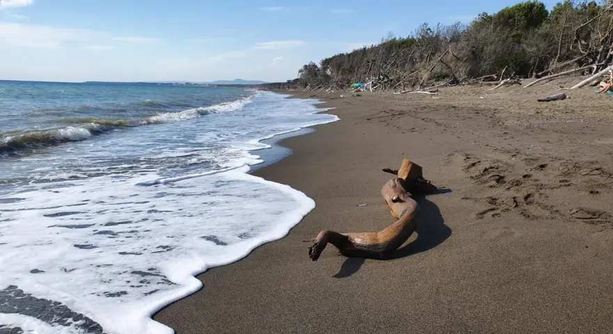Legno sulla spiaggia di Marina di Cecina, ideale per una passeggiata nel centro storico.