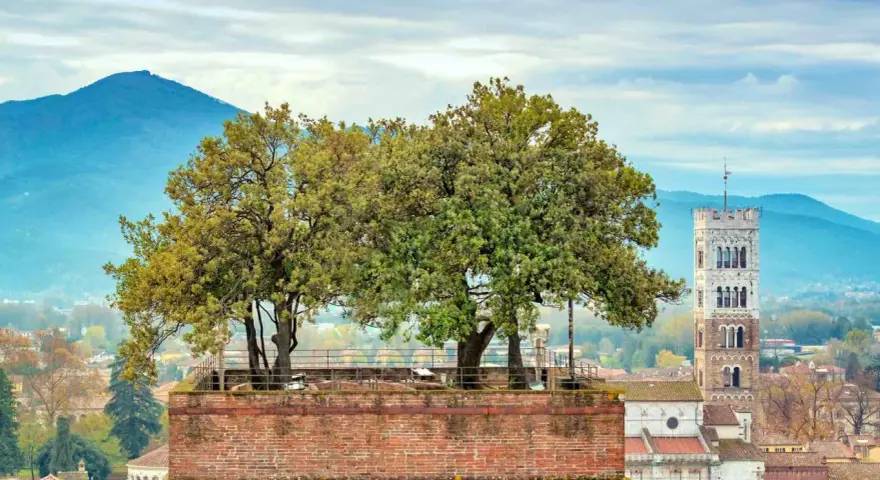 Alberi sulla cima della torre Guinigi a Lucca, con montagne sullo sfondo.