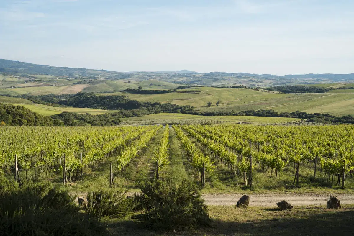 Campagna toscana con filari di vigneti verdi e dolci colline ondulate, un invito a scoprire cosa vedere a Montalcino e dintorni.