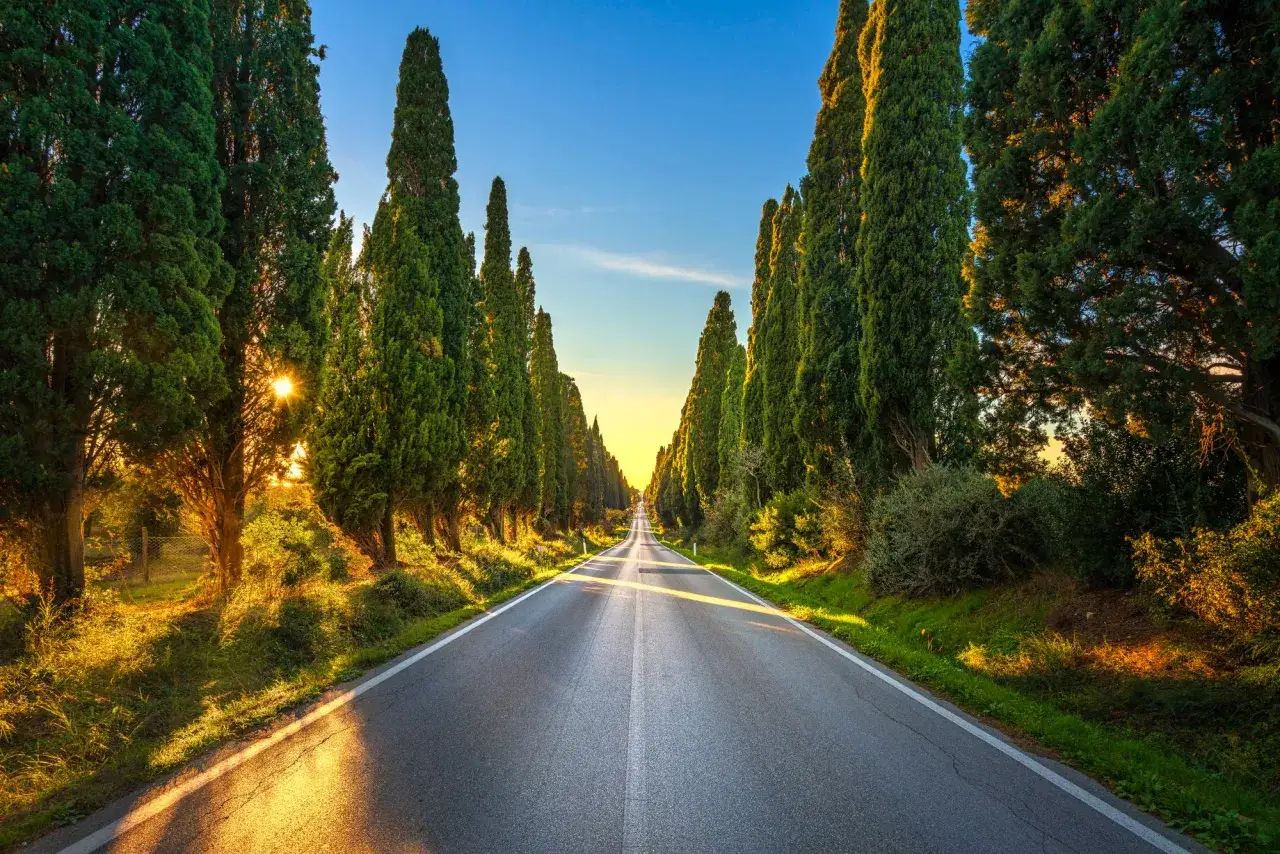 Viale di cipressi al tramonto, un classico tra le cose da vedere a Bolgheri. La luce dorata illumina la strada e la vegetazione.