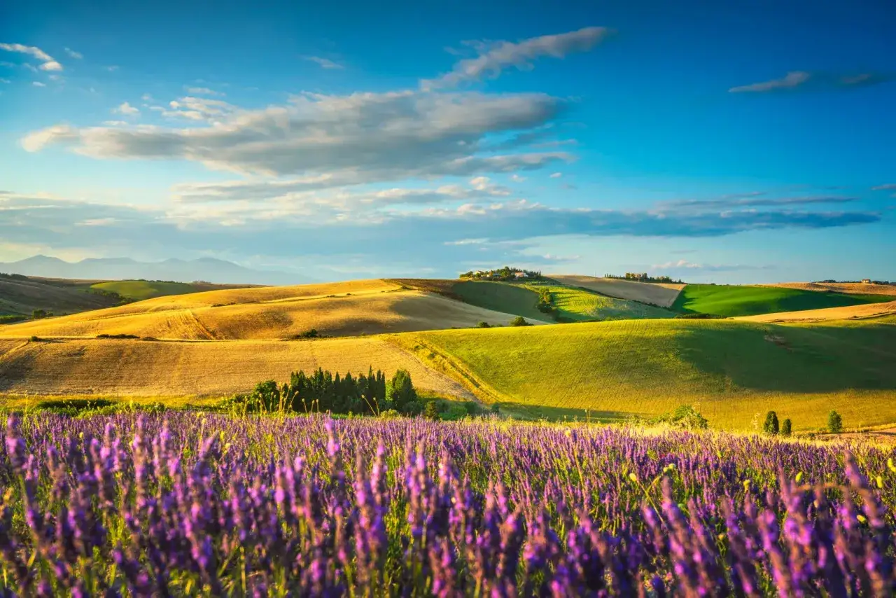 Campi di lavanda in primo piano, colline dorate e verdi sotto una santa luce, cosa vedere in Toscana.