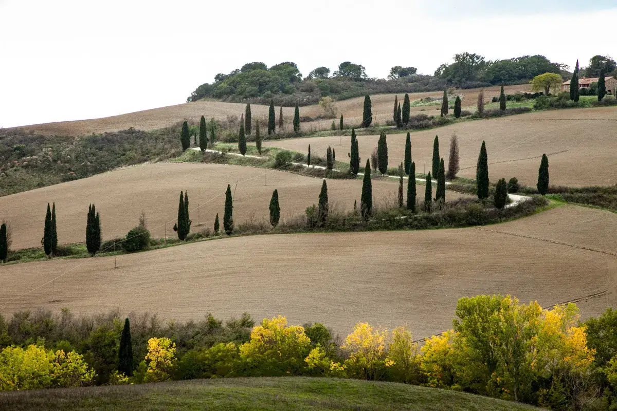Colline ondulate e campi coltivati, con cipressi che segnano i sentieri. Un classico dei punti panoramici Val d'Orcia.
