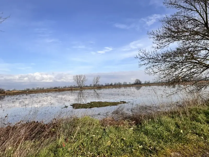 Un paesaggio con un cielo azzurro e nuvole riflesse sull'acqua. In primo piano erba secca e verde, sullo sfondo un bosco di tanali.
